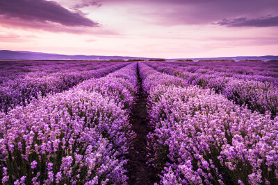 Bloeiend lavendelveld onder de paarse kleuren van de zonsondergang