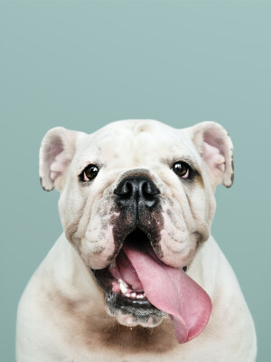 Schattig portret van witte Bulldog Puppy