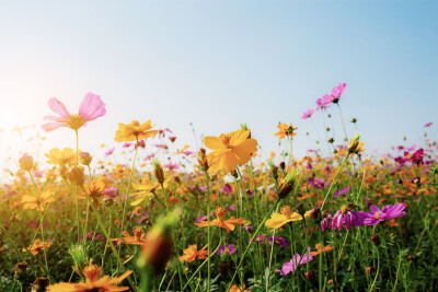 Bloemen in veld met zonsondergang