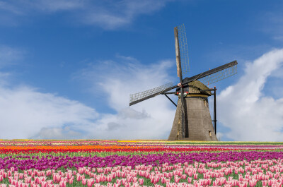 Bloemenveld en molen - Amsterdam