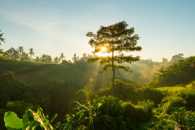 Bali Jungle