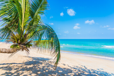 Tropisch strand met palmboom