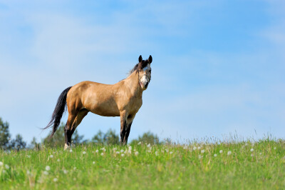 Paard