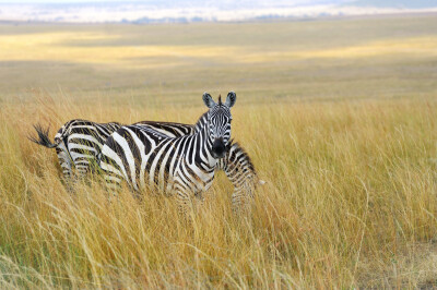 Zebra's
