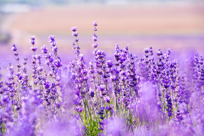 Paars Lavendel in Lavendelveld