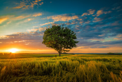 Boom onder een bewolkte hemel tijdens een zonsondergang