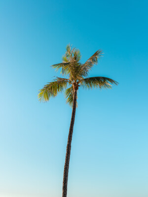 Low angle van een hoge palmboom onder een heldere hemel