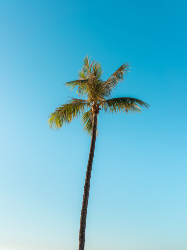 Low angle van een hoge palmboom onder een heldere hemel