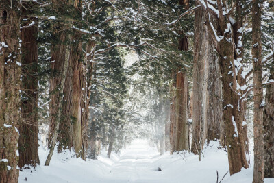 Winter Poster - Sneeuwbos bij Togakushi-heiligdom, Japan