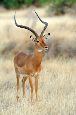 Impala Antilope op de Savanne