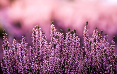 Lavendel in een lavendelveld