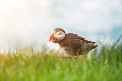 Atlantische papegaaiduikervogel