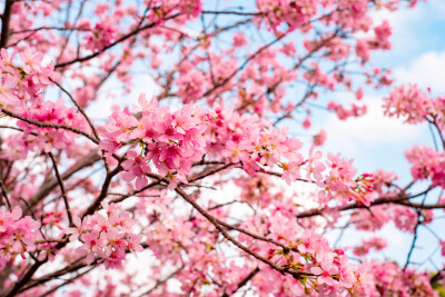 Roze Bloesem met een Blauwe Lucht