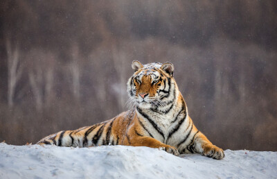 Siberische tijger op een winterse dag