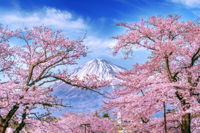 Fuji-berg en kersenbloesems in de lente, Japan