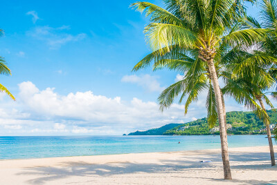 Tropisch Strand met Palmbomen