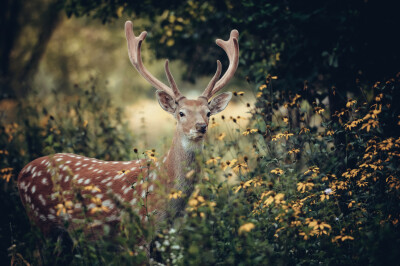 Hert in de herfst