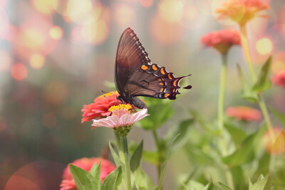 Kleine zwarte satyrium vlinder op een roze bloem