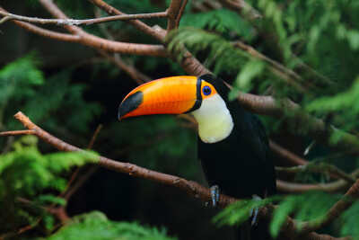 Toekan in de Jungle