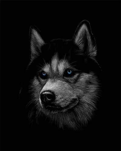 Siberische husky met blauwe ogen